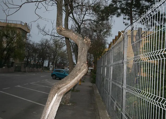 Mignon Mamaia